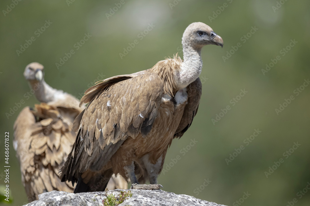 Wild griffon vultures sitting on rocky hill Wild griffon vultures sitting on rocky hill