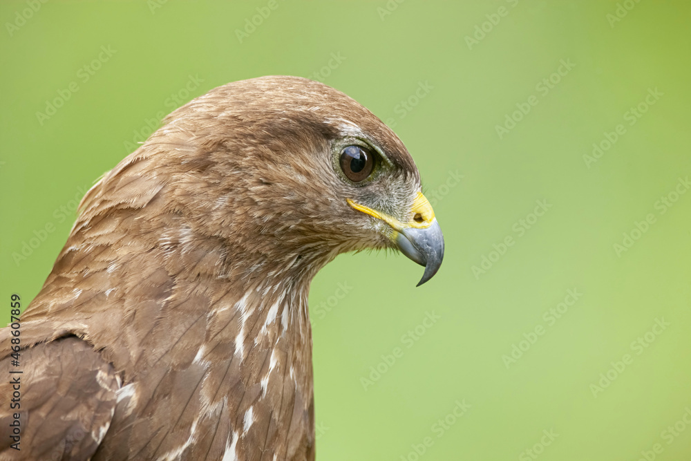 Wild Common buzzard among plants in nature Wild Common buzzard among plants in nature
