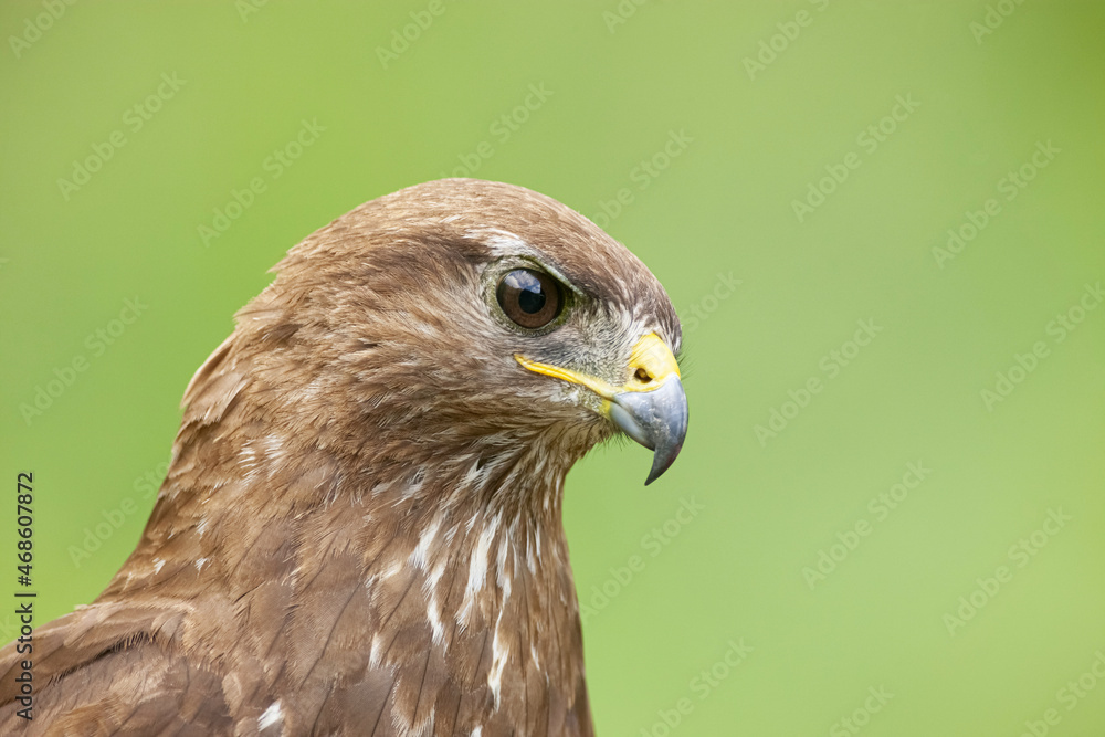 Wild Common buzzard among plants in nature Wild Common buzzard among plants in nature