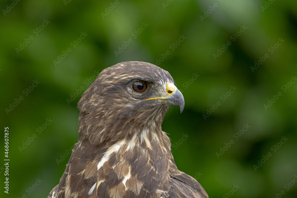 Wild Common buzzard among plants in nature Wild Common buzzard among plants in nature