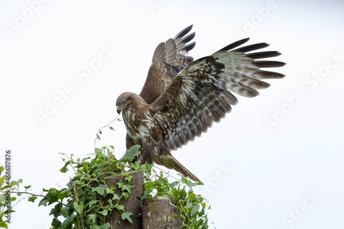 Wild golden eagle with spread wings in nature photo