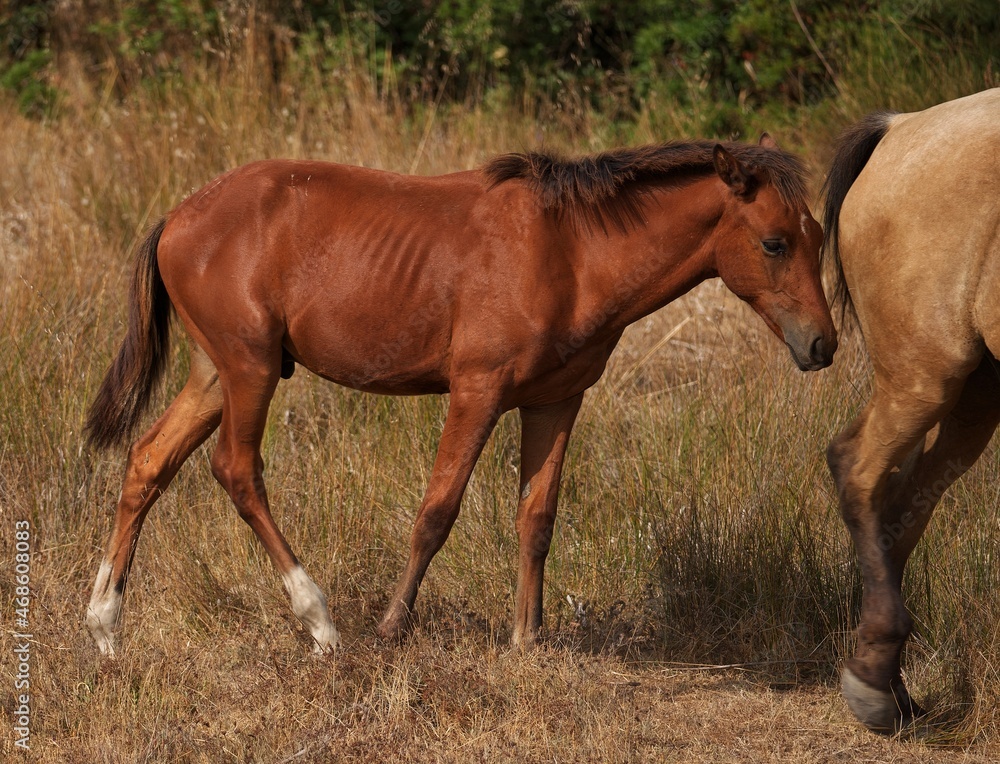 Fototapeta premium mare and foal