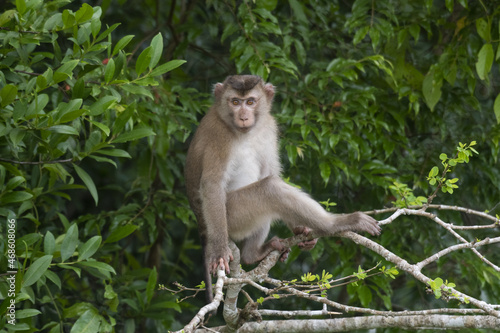 Northern pig-tailed macaque (macaca leonina) in Thailand photo