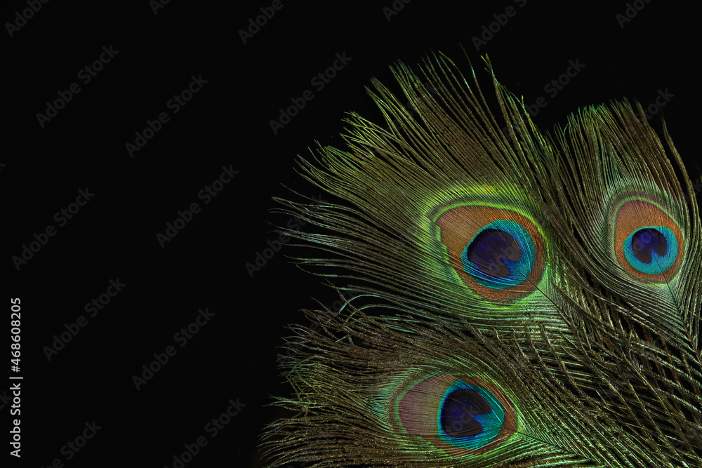 Obraz premium Beautiful bright peacock feathers on black background. Space for text