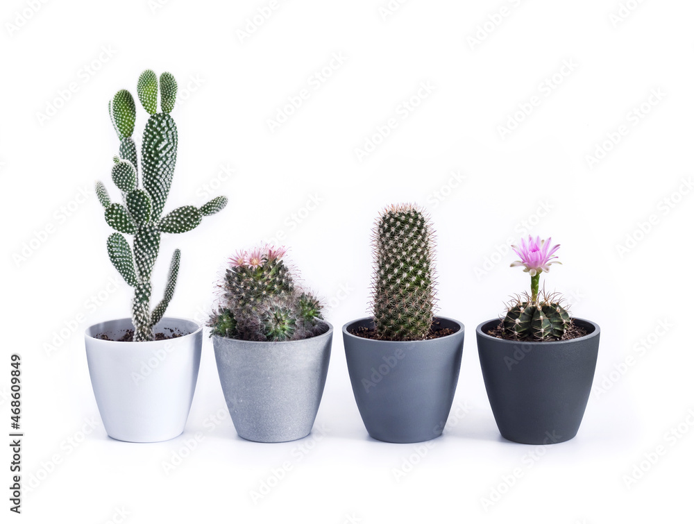 Potted cacti isolated on white background Potted cacti isolated on white background