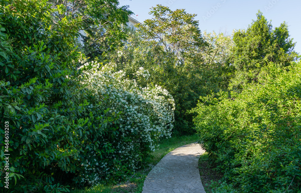 View of alley evergreens in Arboretum Park Southern Cultures in Sirius. Jasmine flowers Philadelphus bush in left of footpath. Flower landscape for any wallpaper.