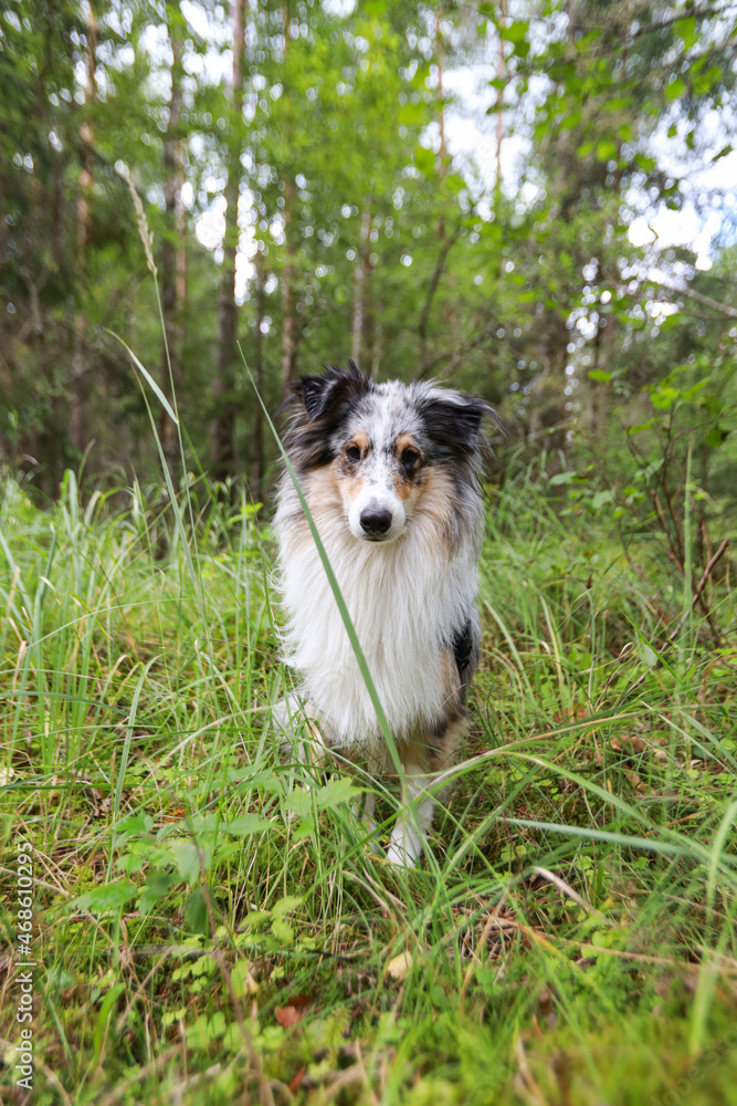 Blue Merle Shetland Sheepdog standing in forest grass and looking.