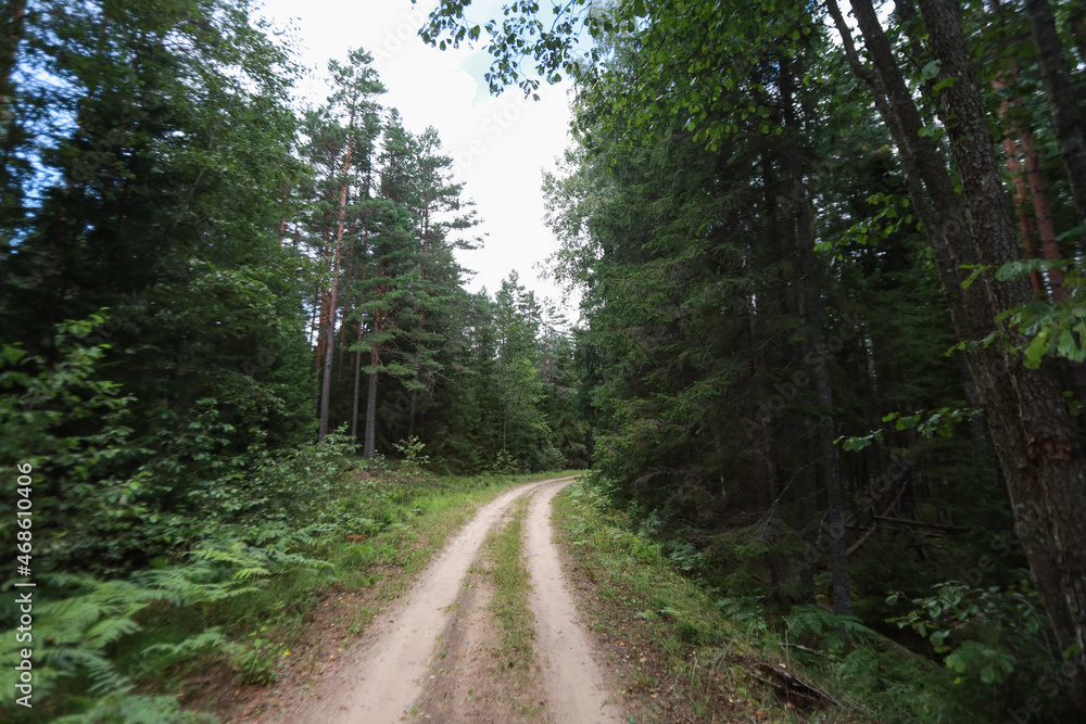 Obraz premium Lonely old forest road corner near trees on both sides.