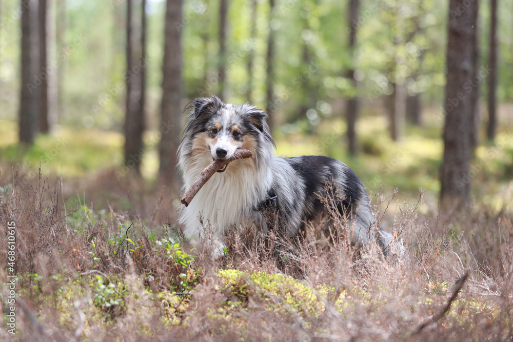Rare blue merle tri color shetland sheepdog sheltie tanding in pine forest with stick in mouth. Rare blue merle tri color shetland sheepdog sheltie tanding in pine forest with stick in mouth.