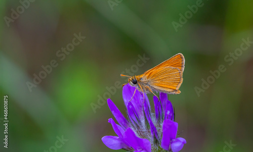 yellowish little butterfly on a purple flower, Thymelicus sylvestris