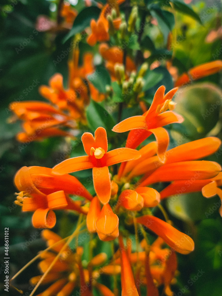 orange tiger lily orange tiger lily
