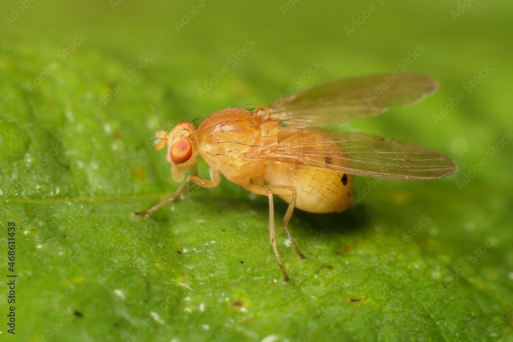 lesser fruit fly Drosophila melanogaster lesser fruit fly Drosophila melanogaster