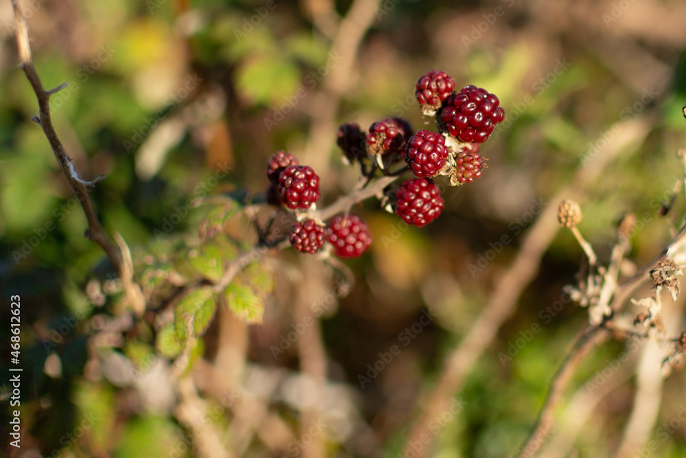 Wild raspberries and blackberries in their branch in the nature. High quality photo Wild raspberries and blackberries in their branch in the nature. High quality photo