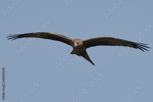 Yellow-billed kite  Milvus aegyptius 