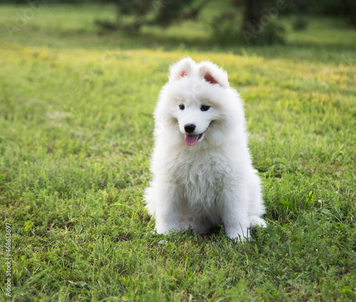 A cute little Samoyed puppy is sitting on the grass.