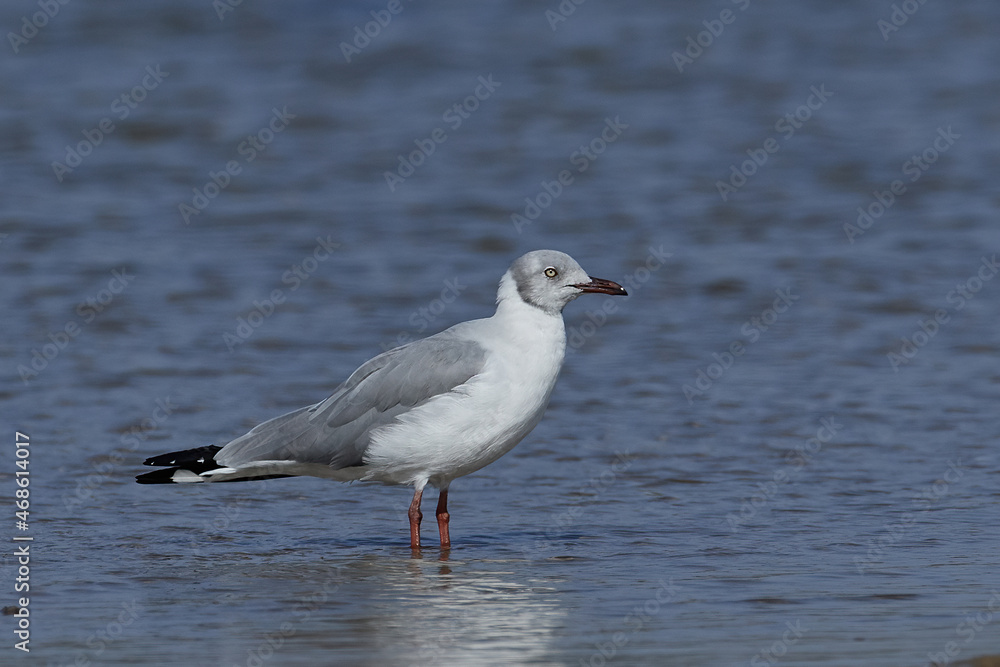 Grey-headed gull (Chroicocephalus cirrocephalus)