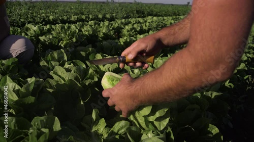 Harvesting lettuce in the fields. World Soil Day.