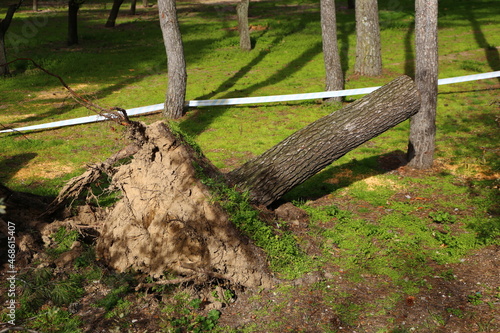 Raiz de árbol  photo