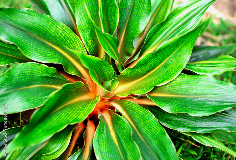 Fire Flash, Fire Glory, Leone Lily, Mandarin Plant, Sierra, Tangerine (Chlorophytum Filipendulum) green leaves with the orange stems are surrounded the plant Fire Flash, Fire Glory, Leone Lily, Mandarin Plant, Sierra, Tangerine (Chlorophytum Filipendulum) green leaves with the orange stems are surrounded the plant
