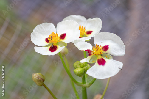 Closeup beautiful white flowers of Arrowhead or Sagittaria montevidensis flower (Sagittaria Sagittifolia) are blooming on flower stalks in the natural pond