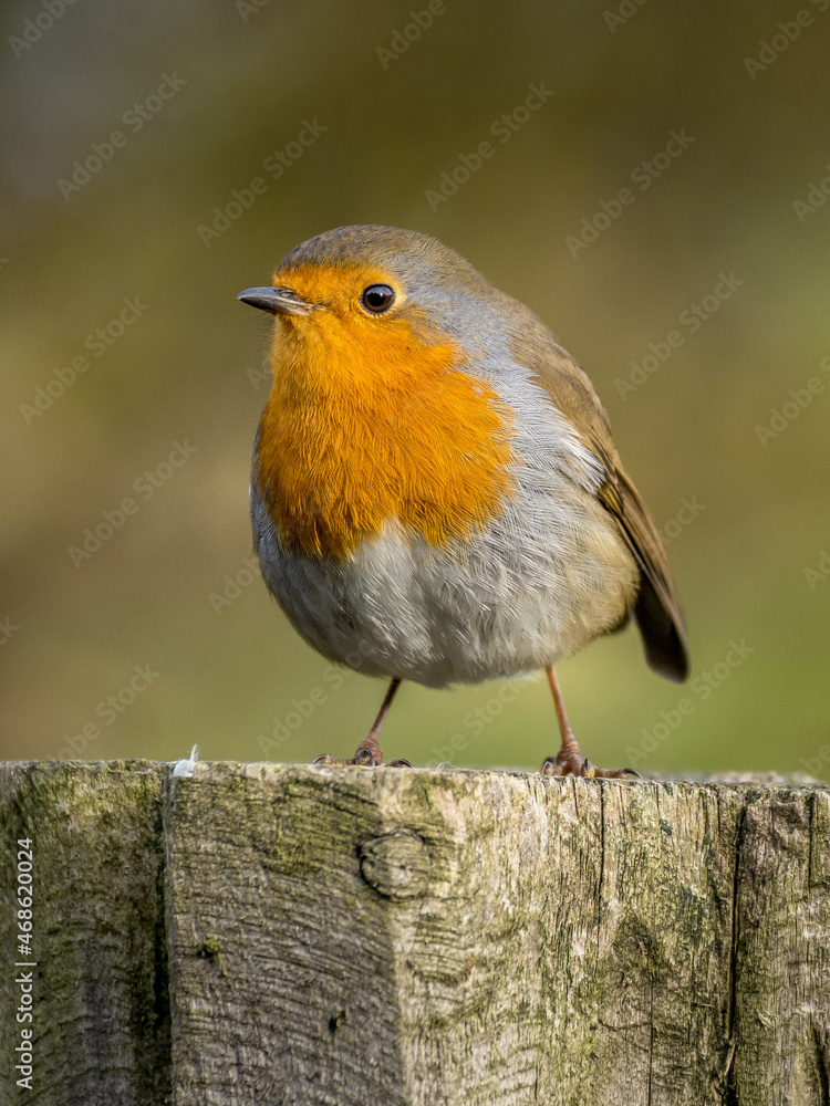 Robin red breast on a post Robin red breast on a post