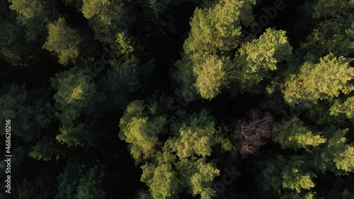 Aerial view of forest in `Russia at fogy autumn sunrise. Drone shot flying over treetops, nature background footage in 4K resolution