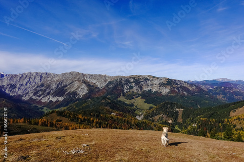dog looking to a colorful landscape with mountains in autumn