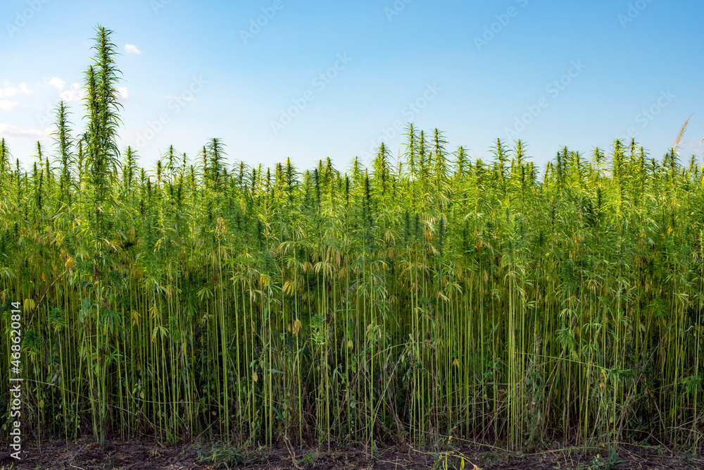 Industrial Hemp stalks on blue sky background Industrial Hemp stalks on blue sky background