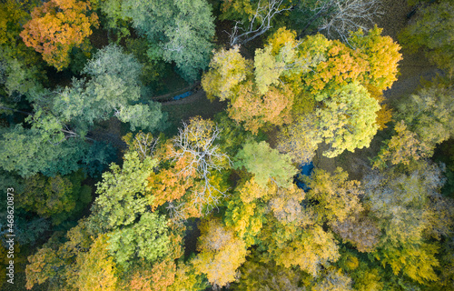 Aerial top down view of autumn forest with green and yellow trees. Mixed deciduous and coniferous forest.