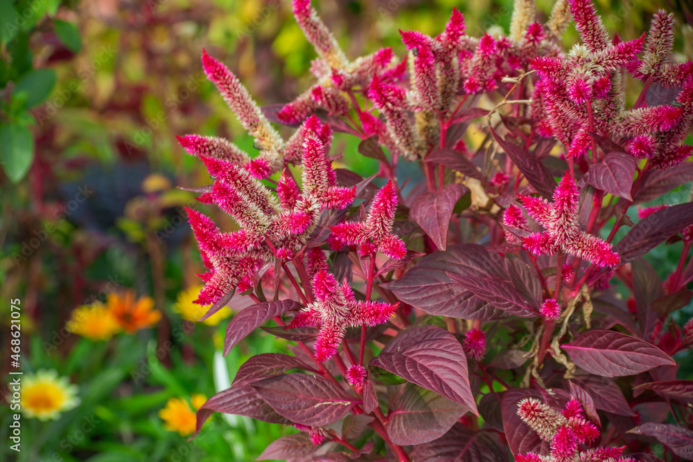 Amaranth flowers on a flower bed in the garden Amaranth flowers on a flower bed in the garden