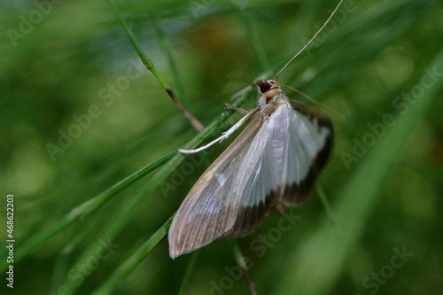 Night Moth in the natural habitat