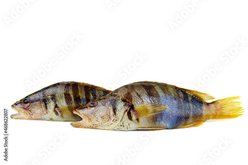 Obraz na płótnie Two serranus Scriba fish Painted Comber from mediterranean isolated on white