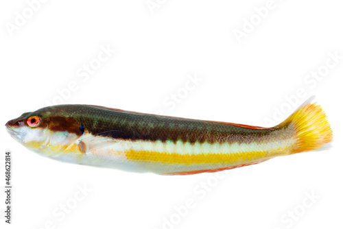 фотографія Rainbow Wrasse from Mediterranean isolated on white
