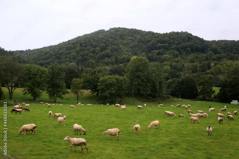 Fototapeta premium sheep farm