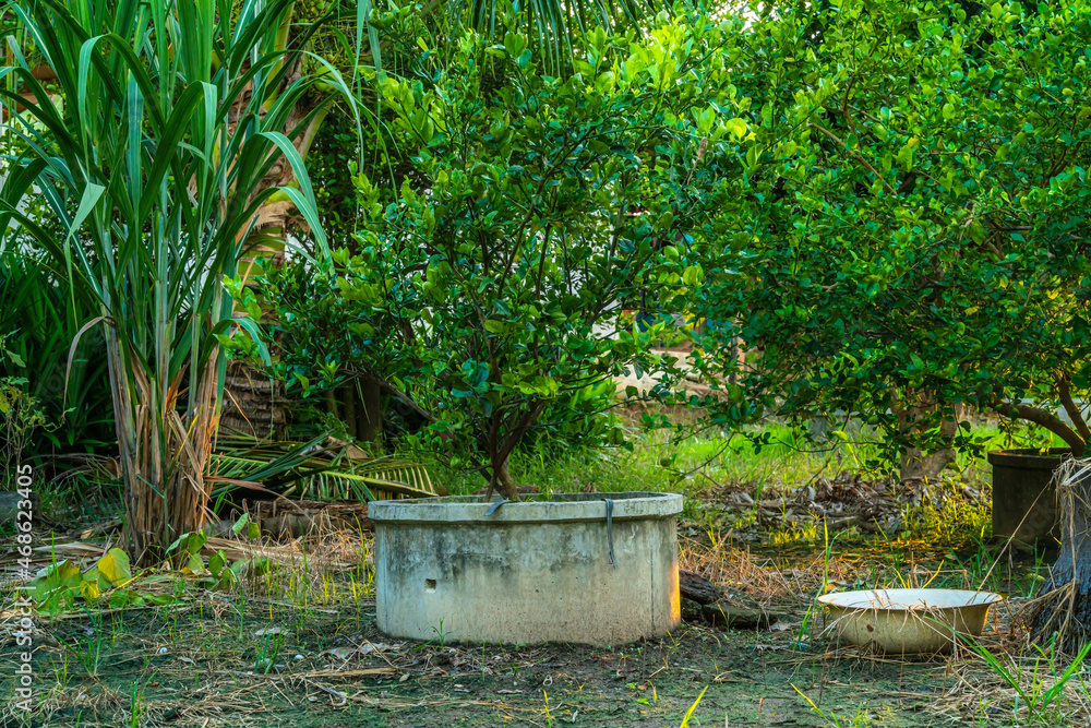 Green lemons tree growth on the cement pond in a garden citrus fruit thailand. Green lemons tree growth on the cement pond in a garden citrus fruit thailand.