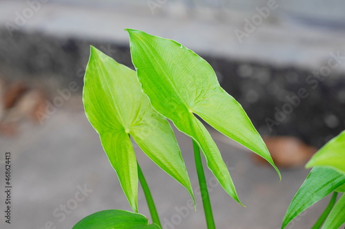Fresh green leaves of the arrowhead plants or Sagittaria montevidensis plant  Sagittaria Sagittifolia  growing in the pond
