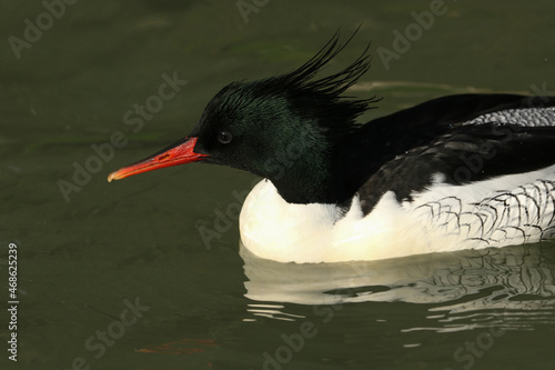 A male Scaly-sided Merganser, Mergus squamatus, swimming on a pond at Arundel wetland wildlife reserve.	