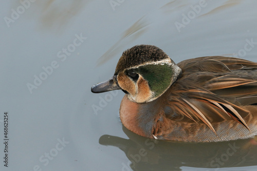 A stunning male Baikal Teal Duck, Sibirionetta formosa,  swimming on a lake at Arundel wetland wildlife reserve.	 photo