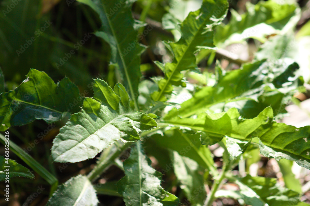 Creeping thistle green leaves closeup view with selective focus on foreground Creeping thistle green leaves closeup view with selective focus on foreground