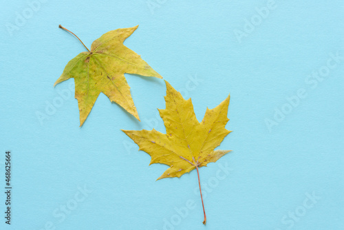 two autumn leaves on blue paper