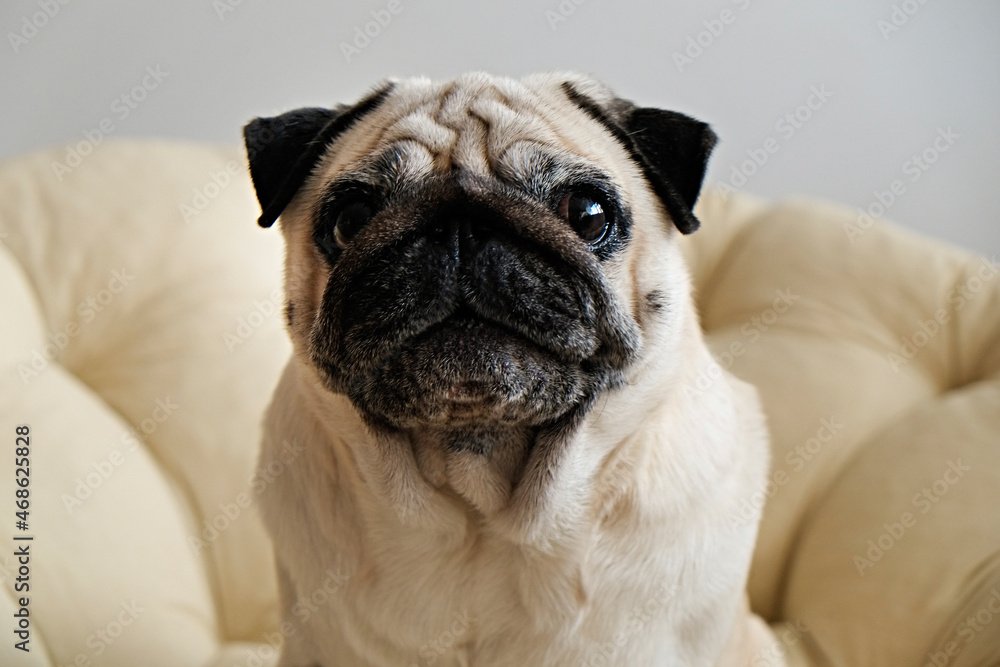 Funny dreamy pug with wrinkly face sitting in a dog bed. Small adorable doggy with funny fur stains resting in a lounger. Close up, copy space for text, background.