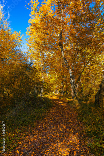 Autumn colors in the forest in November © alexmu