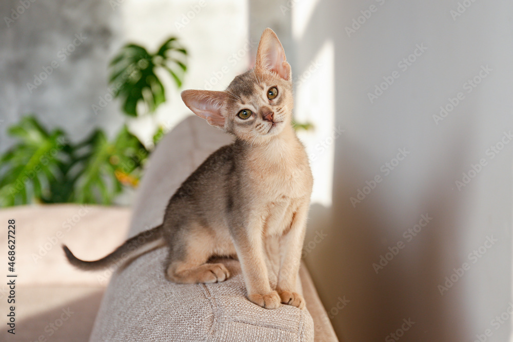 Two month old blue-grey abyssinian cat at home. Beautiful purebred short haired kitten on in living room. Close up, copy space, background.