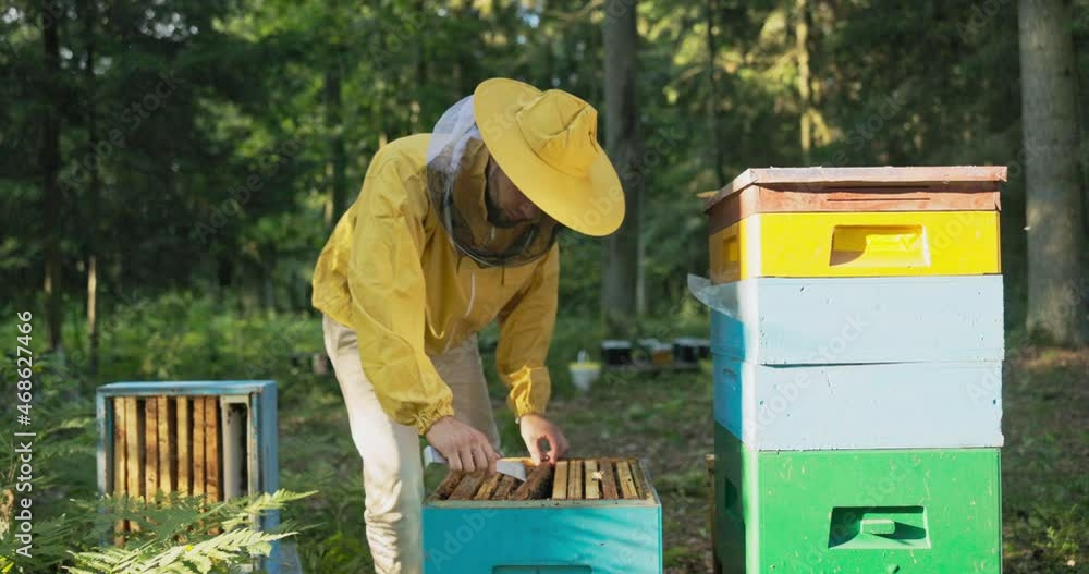 An experienced beekeeper works in the woods at an apiary, many hives around him, a man leans over one of them, takes out a frame of beeswax on which sits a swarm of bees that produce honey An experienced beekeeper works in the woods at an apiary, many hives around him, a man leans over one of them, takes out a frame of beeswax on which sits a swarm of bees that produce honey