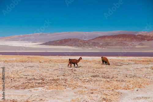 Animales del antiplano