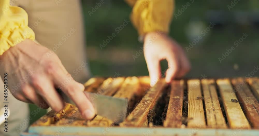 A beekeeper working in the middle of the woods at the apiaries leans over the hive, distributing honey-stained beeswax frames with beautiful bees working on them, pulls out honeycombs A beekeeper working in the middle of the woods at the apiaries leans over the hive, distributing honey-stained beeswax frames with beautiful bees working on them, pulls out honeycombs