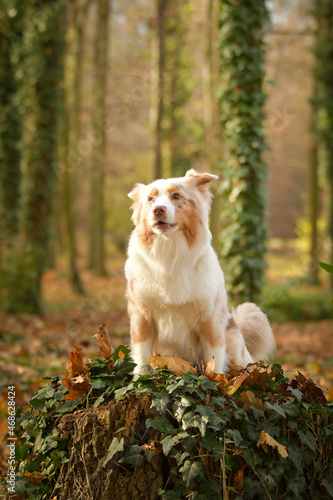 Australian shepherd is barking in the leaves in the forest. Autumn photoshooting in park. © doda