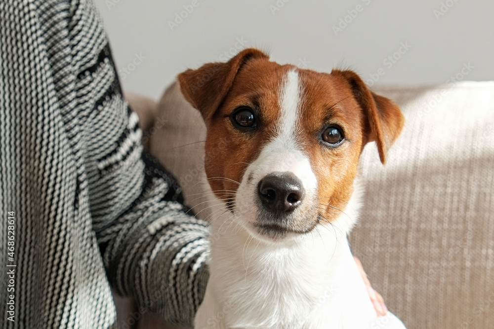 Portrait of young beautiful hipster woman playing with her adorable jack russell terrier puppy on the couch. Loving girl with her dog having fun. Background, close up, copy space Portrait of young beautiful hipster woman playing with her adorable jack russell terrier puppy on the couch. Loving girl with her dog having fun. Background, close up, copy space