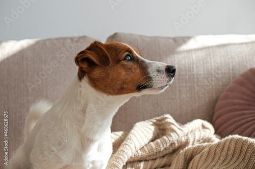 Fototapeta Naklejka Na Ścianę i Meble -  Curious Jack Russell Terrier puppy looking at the camera busking in the sunlight. Adorable doggy with folded ears, alone on the couch at home. Close up, copy space, cozy interior background