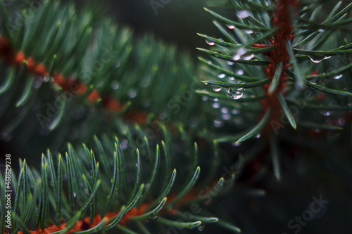 blue fir branch with water drops close up